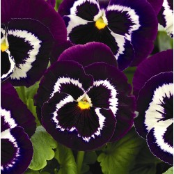 Seminte VIOLA wittrockiana MAMMOTH F1 Viva la Violet 1000s