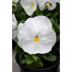 Seminte VIOLA wittrockiana MAMMOTH F1 White Hot 1000s