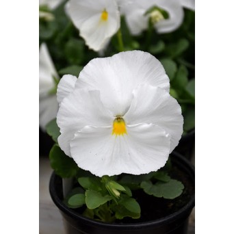 Seminte VIOLA wittrockiana MAMMOTH F1 White Hot 1000s