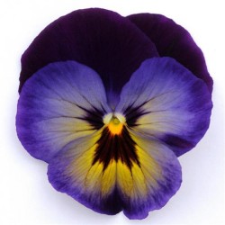 Seminte VIOLA wittrockiana MATRIX Spring F1 Blue Wing 1000s
