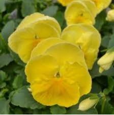 Seminte VIOLA wittrockiana MATRIX Spring F1 Lemon 1000s