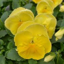 Seminte VIOLA wittrockiana MATRIX Spring F1 Lemon 1000s