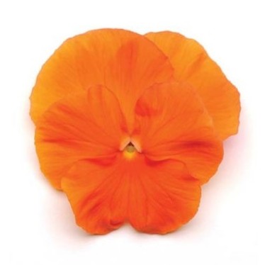 Seminte VIOLA wittrockiana MATRIX Spring F1 Orange Deep 1000s