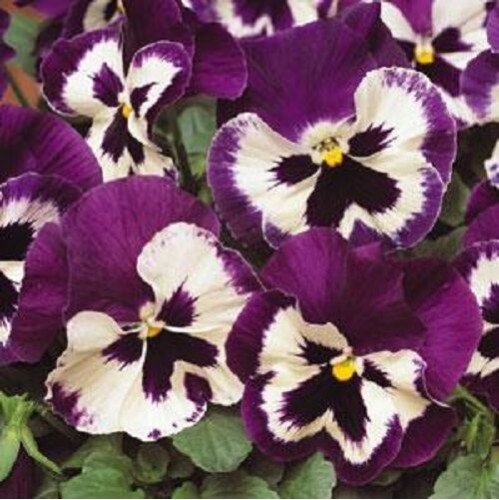 Seminte VIOLA wittrockiana MATRIX Spring F1 Purple White 1000s
