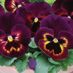 Seminte VIOLA wittrockiana MATRIX Spring F1 Sangria 1000s
