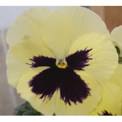 Seminte VIOLA wittrockiana XTRADA F1 Lemon Blotch 1000s