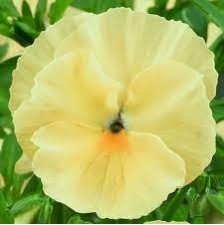 Seminte VIOLA wittrockiana XTRADA F1 Lemon Shades 1000s