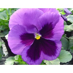 Seminte VIOLA wittrockiana XTRADA F1 Mid Blue Blotch 1000s