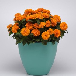 Seminte ZINNIA marylandica DOUBLE ZAHARA F1 Orange Bright 1000s