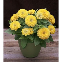 Seminte ZINNIA elegans PRECIOSA Light Yellow 1000s