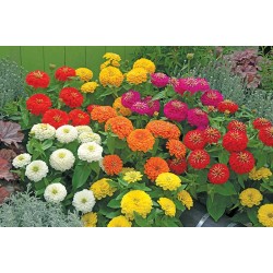 Seminte ZINNIA elegans PRECIOSA Mix Premium 1000s
