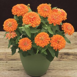 Seminte ZINNIA elegans PRECIOSA Orange 1000s