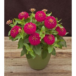 Seminte ZINNIA elegans PRECIOSA Rose 1000s
