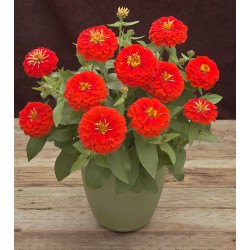 Seminte ZINNIA elegans PRECIOSA Scarlet 1000s
