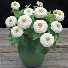 Seminte ZINNIA elegans PRECIOSA White 1000s