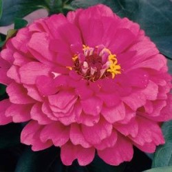 Seminte ZINNIA elegans SHORT STUFF Cherry Shades 1000s