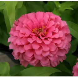 Seminte ZINNIA elegans SHORT STUFF Coral 1000s