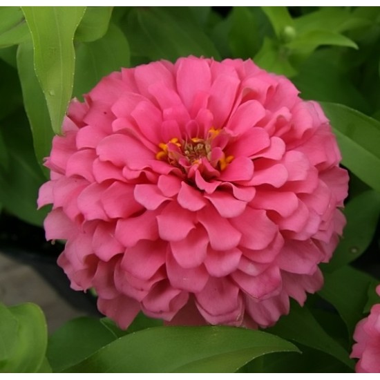 Seminte ZINNIA elegans SHORT STUFF Coral 100s