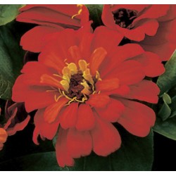 Seminte ZINNIA elegans SHORT STUFF Deep Red 1000s