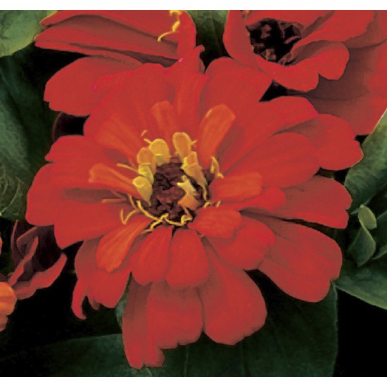Seminte ZINNIA elegans SHORT STUFF Deep Red 1000s