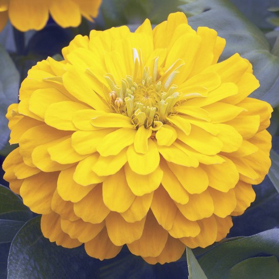 Seminte ZINNIA elegans SHORT STUFF Gold 1000s