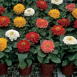 Seminte ZINNIA elegans SHORT STUFF Mix 1000s