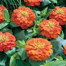 Seminte ZINNIA elegans SHORT STUFF Orange 1000s
