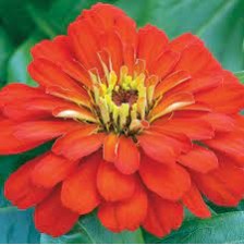Seminte ZINNIA elegans SHORT STUFF Scarlet 100s