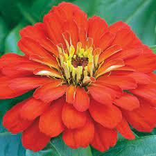 Seminte ZINNIA elegans SHORT STUFF Scarlet 1000s