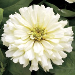 Seminte ZINNIA elegans SHORT STUFF White 1000s