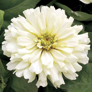 Seminte ZINNIA elegans SHORT STUFF White 100s