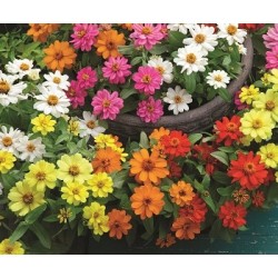 Seminte ZINNIA elegans BELIZE DOUBLE Mix 1000s