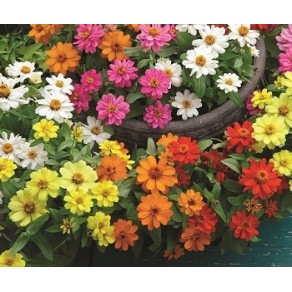 Seminte ZINNIA elegans BELIZE DOUBLE Mix 1000s