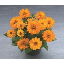 Seminte ZINNIA elegans BELIZE DOUBLE Orange 1000s