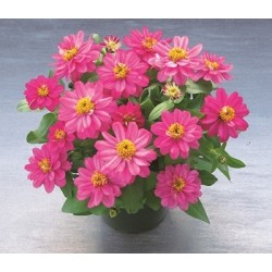 Seminte ZINNIA elegans BELIZE DOUBLE Rose 1000s