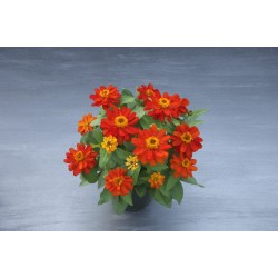 Seminte ZINNIA elegans BELIZE DOUBLE Scarlet1000s