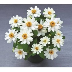 Seminte ZINNIA elegans BELIZE DOUBLE White 1000s