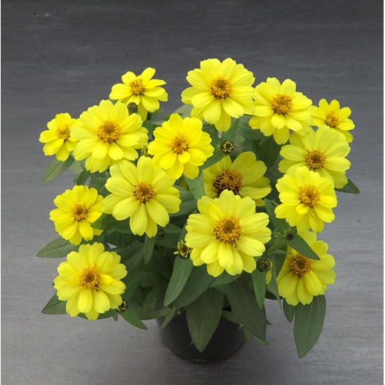 Seminte ZINNIA elegans BELIZE DOUBLE Yellow 1000s
