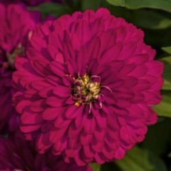Seminte ZINNIA marylandica ZYDECO Cherry 1000s