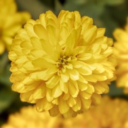 Seminte ZINNIA marylandica ZYDECO Deep Yellow 1000s