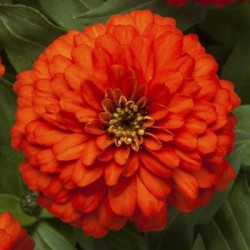 Seminte ZINNIA marylandica ZYDECO Fire 1000s