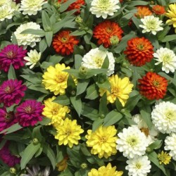 Seminte ZINNIA marylandica ZYDECO Mix 1000s