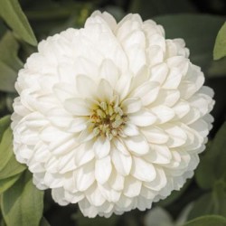 Seminte ZINNIA marylandica ZYDECO White 500s