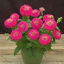 Seminte ZINNIA elegans PRECIOSA Pink 1000s