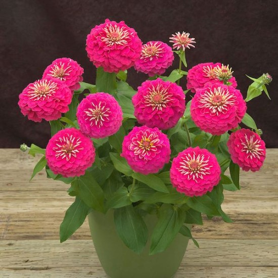 Seminte ZINNIA elegans PRECIOSA Pink 1000s