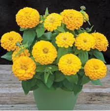 Seminte ZINNIA elegans PRECIOSA Yellow 1000s