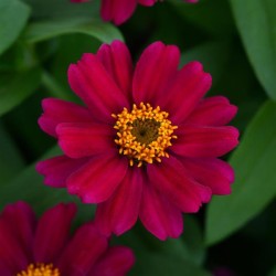 Seminte ZINNIA marylandica DOUBLE ZAHARA F1 Cherry 1000s