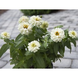 Seminte ZINNIA marylandica DOUBLE ZAHARA F1 White 1000s
