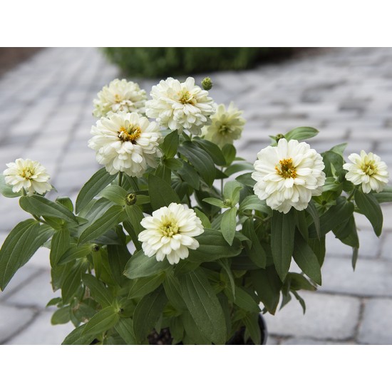 Seminte ZINNIA marylandica DOUBLE ZAHARA F1 White 500s