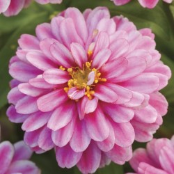 Seminte ZINNIA marylandica DOUBLE ZAHARA F1 Raspberry Ripple 1000s